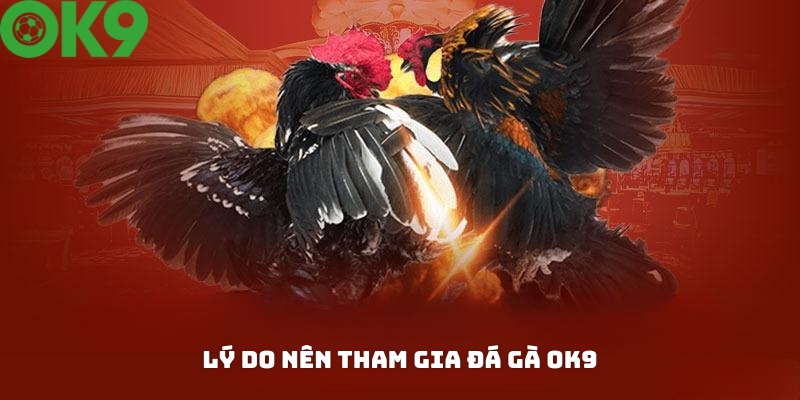 Lý do kê thủ nên tham gia cá cược tại đá gà OK9? Lý do kê thủ nên tham gia cá cược tại đá gà OK9?